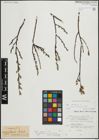 Foto von Salix repens L.